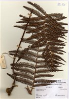 藏品(金狗毛蕨)的圖片